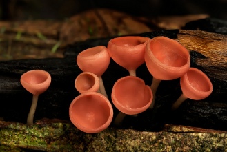 orange cup fungi